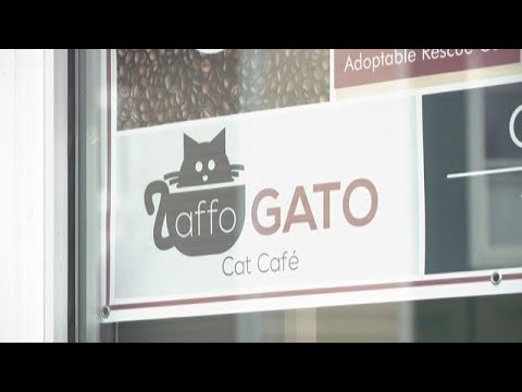 affoGATO Cat Cafe opens in Cleveland: Rules you need to know