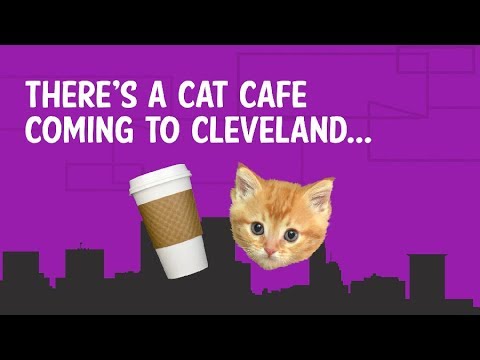 The Cat Cafe comes to Cleveland – affoGATO