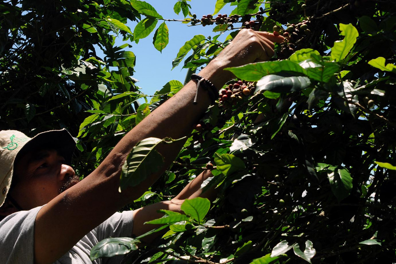 Coffee, cocoa and rubber farmers begin to use ‘good agricultural practices’ with NGOs…