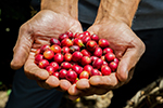 Uganda passes National Coffee Bill, reveals record exports