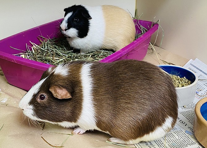 Neapolitan and Coffee Found Their Forever Home