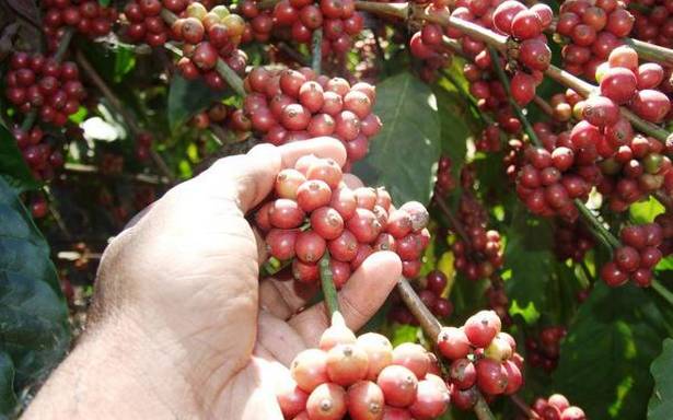 Erratic rain deepens coffee farmers’ woes