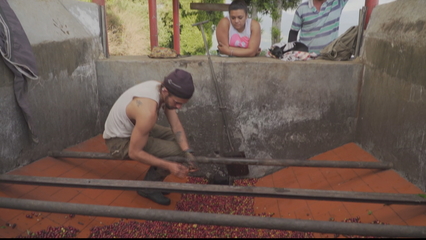 Colombia coffee farms face worst worker shortage in years