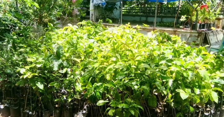 Ilocos Norte eyes to develop more coffee plantations