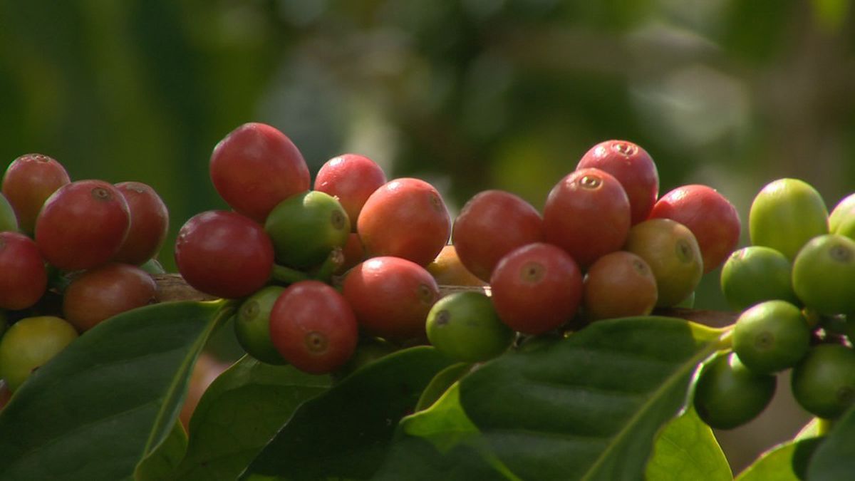 Coffee company settles lawsuit with Kona coffee farmers for $6.1 million – Hawaii New…