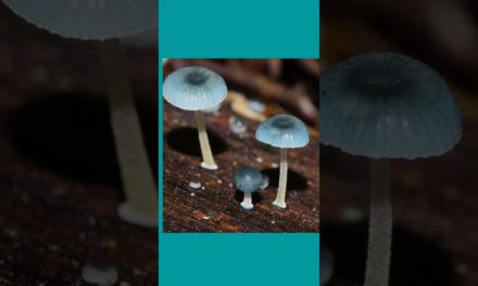Tiny Weeny Mini Mushroom – Miniature Blue Mushroom #blue #artful #australia #workshop