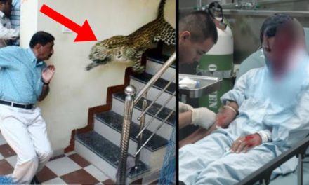 10 Times Animal Invasions Went Horribly Wrong!