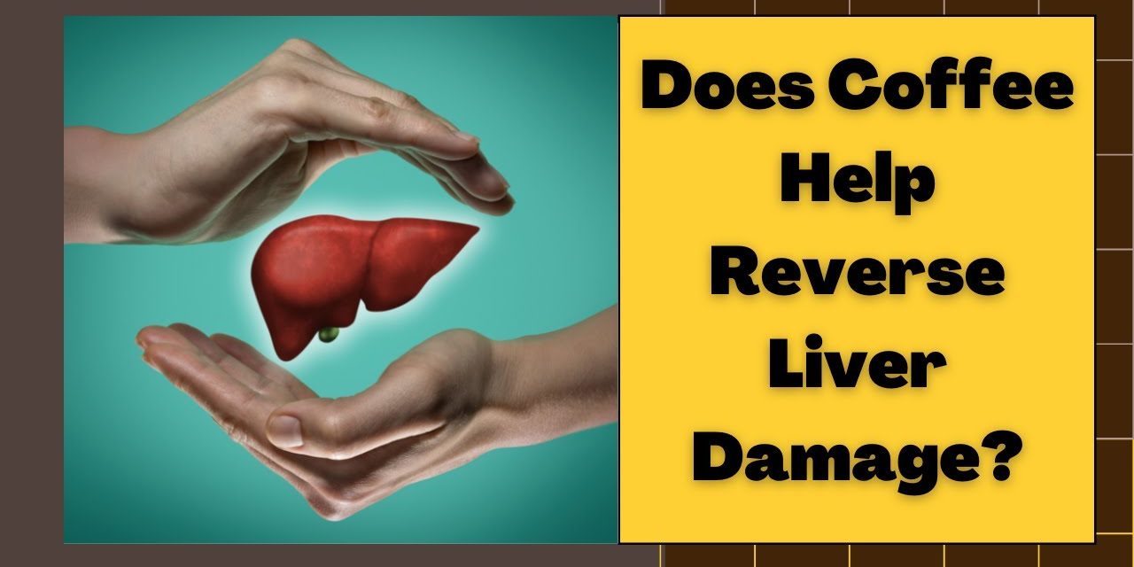 Does Coffee Helps Reverse Liver Damage? | COFFEE BUZZ CLUB |
