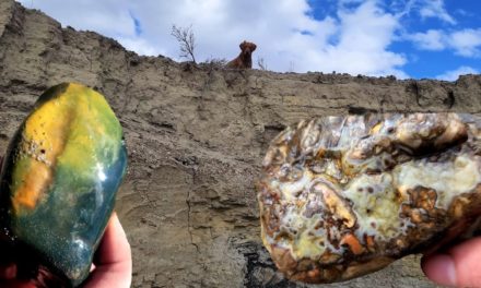 From a Flat Tire to Petrified Trees and Fantastic Agate and Jasper Finds! #thefinders