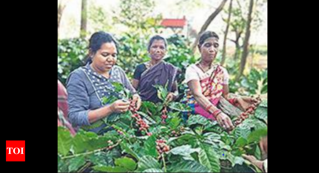 Odisha CM Naveen Patnaik push to coffee farming in Koraput | Bhubaneswar News