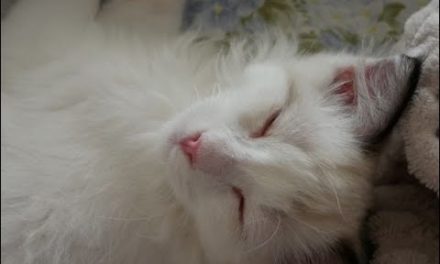 Hello, Sherlock Macchiato! A Ragdoll Kitten's First Days at His New Home