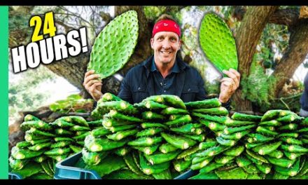 Eating ONLY CACTUS for 24 Hours in MEXICO!! (I Almost Died!!)