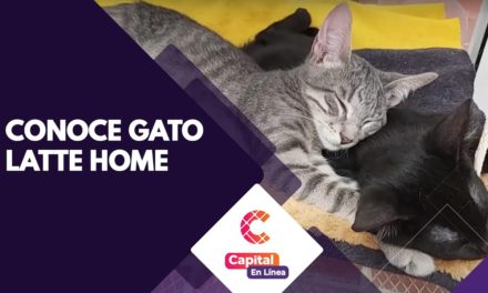 Gato Latte Home, el café en Bogotá que promueve la adopción responsable | Capital En …