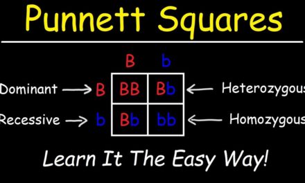 Punnett Squares – Basic Introduction
