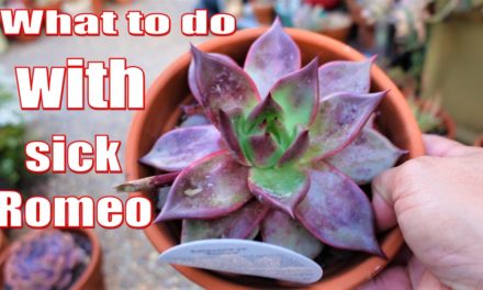 My Succulents Got COVID | VLOG #107 Succulents & Coffee with Liz