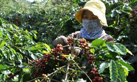 Coffee industry targets $6 billion export value in 2030