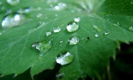 Dew droplets on a leaf.