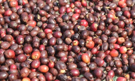 ‘Dutch Gum’ Maker Secures $2.3 Million for Coffee Pulp Product DevelopmentDaily Coffe…