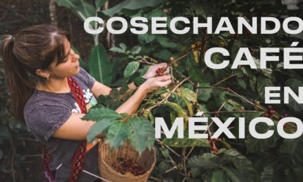 De la PLANTA a la TAZA: Chiapas, MÉXICO 🇲🇽
