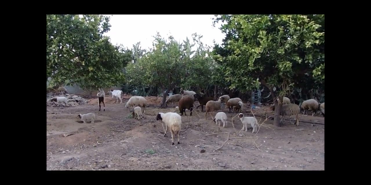 Pecore, capre e caprette