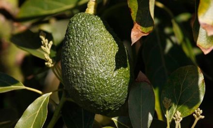 As climate change threatens coffee, outlook for avocados and cashews mixed, research …
