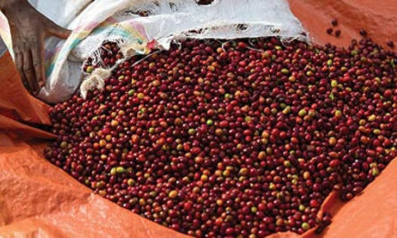 Coffee cherry price increases by 65%, farmers welcome news | The New Times