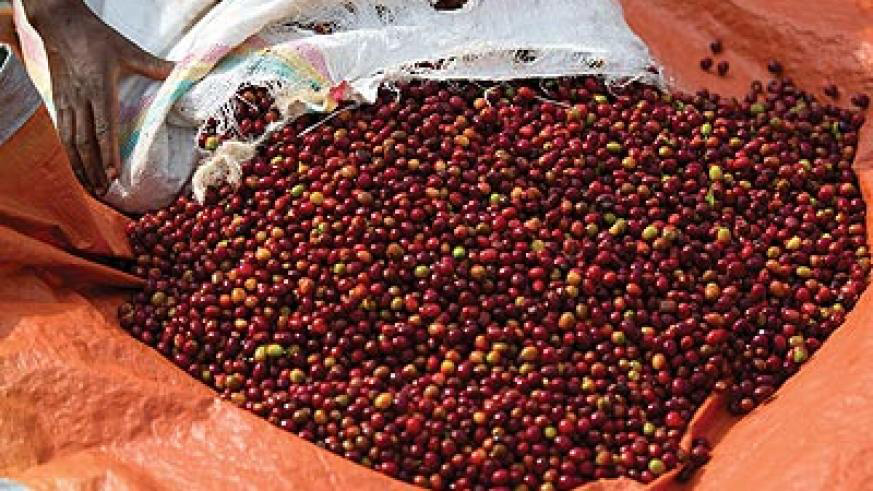 Coffee cherry price increases by 65%, farmers welcome news | The New Times